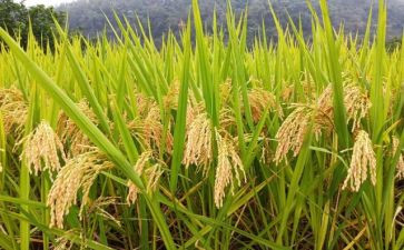 节约粮食演讲稿6篇