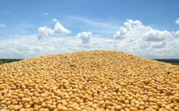 节约粮食班会教案5篇