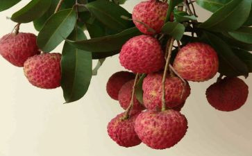 长安的荔枝读后感5篇