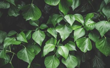 绿化植树活动方案5篇
