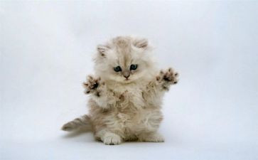 勒以猫的读后感400字模板8篇