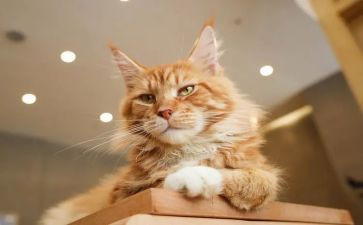 猫的故事作文600字初二作文优质8篇