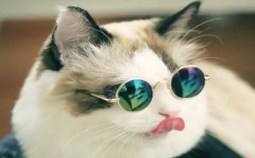靳以的猫读后感400字通用5篇