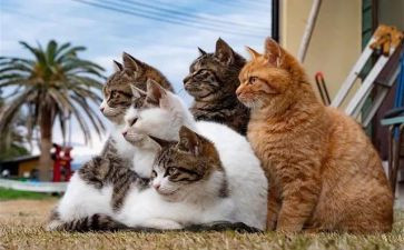 靳以的猫的读后感600字通用6篇