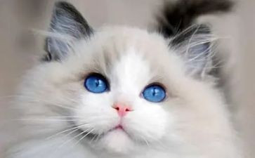 靳以的猫的读后感600字推荐8篇
