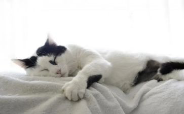 狗.猫.鼠的心得体会7篇