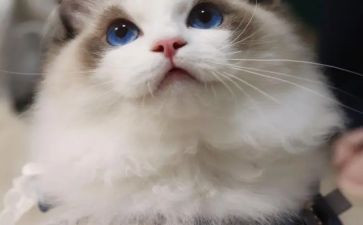 老鼠画猫教案6篇