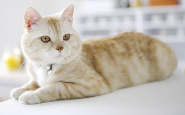 靳以的猫读后感400字参考6篇