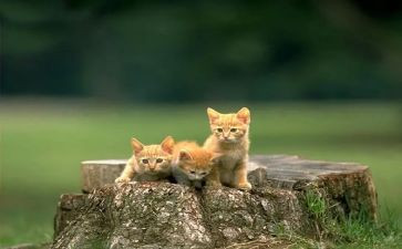 靳以的猫读后感400字模板5篇