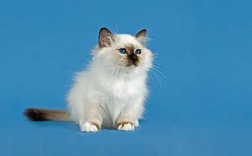 猫的故事作文500字5篇