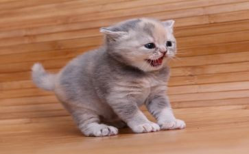 熊猫作文最新5篇