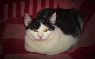 勒以的猫读后感500字推荐6篇