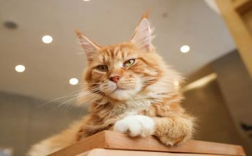 靳以的猫读后感400字8篇