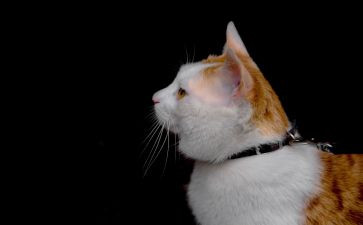 我心爱猫作文400字6篇