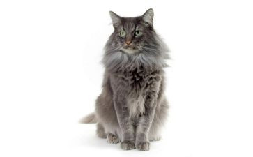 熊猫作文6篇