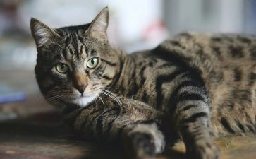 猫的故事作文600字初二作文8篇