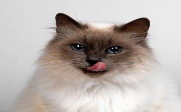 《猫》教学心得体会优质8篇