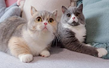 猫的故事作文500字模板8篇