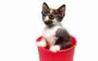 观看功夫熊猫心得体会7篇