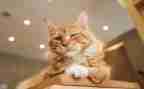 猫的故事作文600字初二作文优质8篇