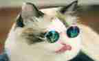 靳以的猫读后感400字通用5篇