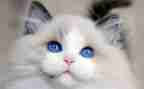 靳以的猫的读后感600字推荐8篇
