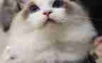 老鼠画猫教案6篇