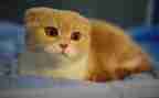 勒以的猫读后感500字精选8篇