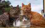 靳以的猫读后感400字精选8篇