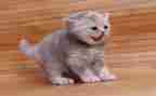 熊猫作文最新5篇