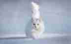 幼儿园鸟和猫教案及反思最新5篇