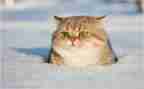 狗子和猫子的旅行教案推荐7篇