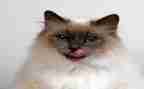 熊猫作文精选8篇