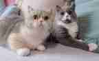 猫的故事作文500字模板8篇