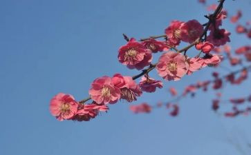 张桂梅燃灯校长心得体会5篇