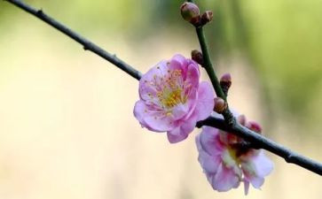 《梅花》教案7篇