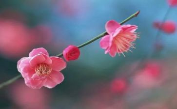 《梅花》教案优质8篇