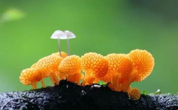 采蘑菇游戏教案7篇
