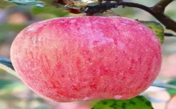母鸡和苹果树教案7篇