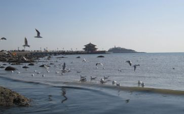 青岛旅游作文8篇