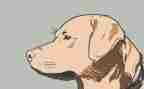 犬管理工作总结模板5篇