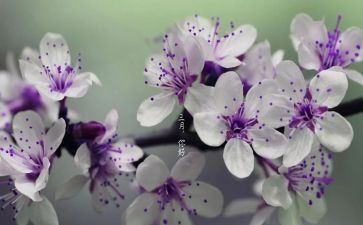 三月学雷锋月活动方案5篇