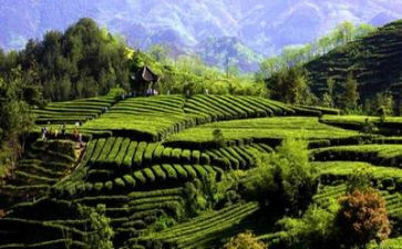 生态板调研报告范文6篇