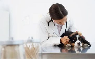 优秀兽医师主要事迹8篇
