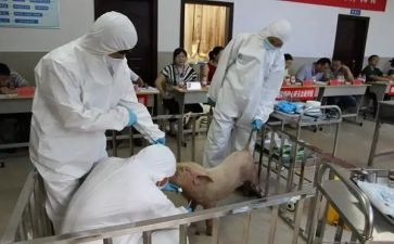兽医师述职报告精选6篇