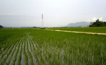 田野的风读后感6篇