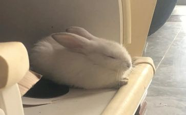 彼的兔的故事读后感优秀7篇