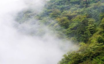 雾的读后感100字优秀8篇