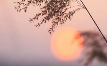 驼骆驼祥子读后感700字参考7篇