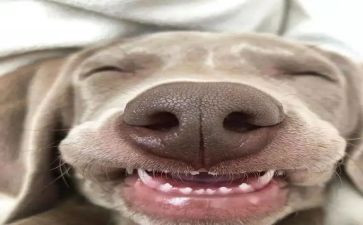 笑猫的日记读后感优秀5篇